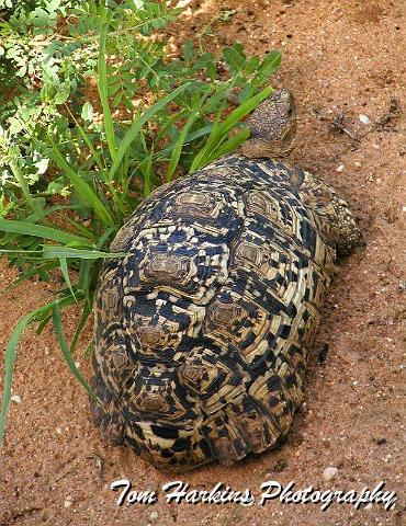 Leopard Tortoise.jpg